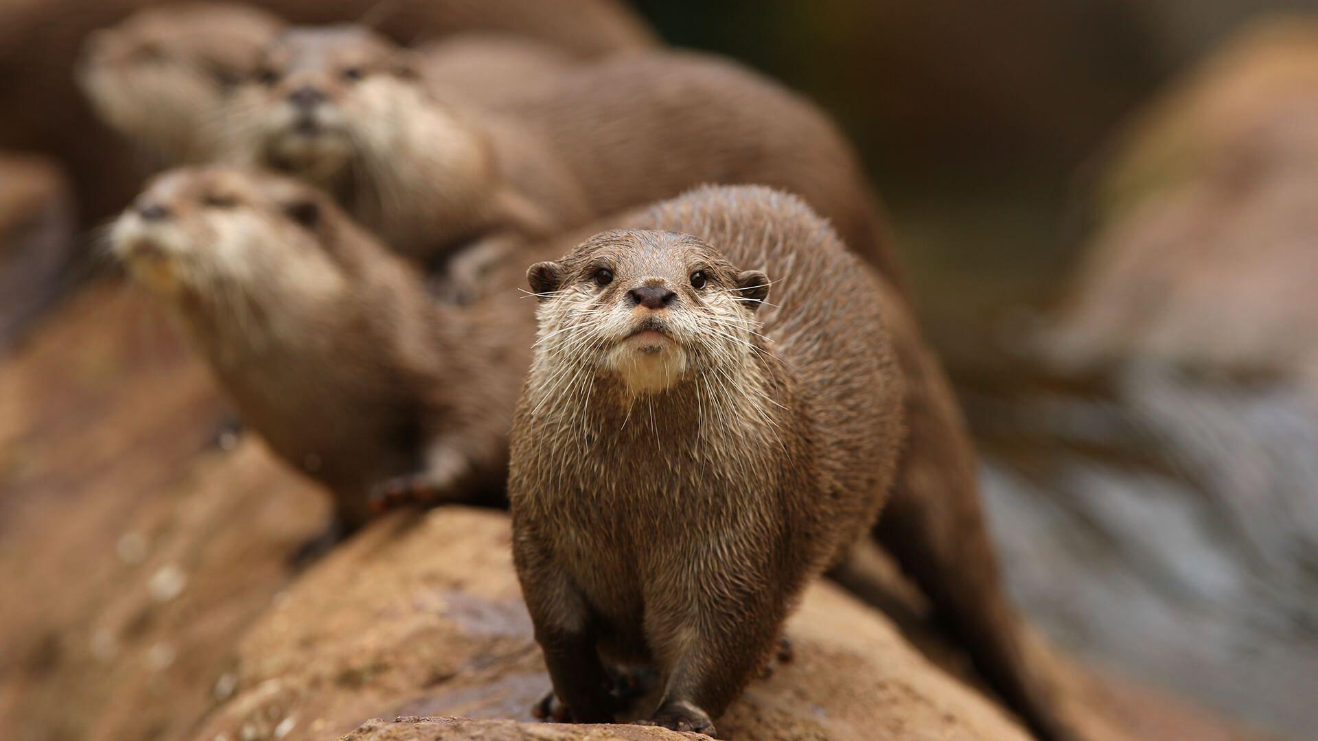 1920x1080 Otter. San Diego Zoo Animals & Plants