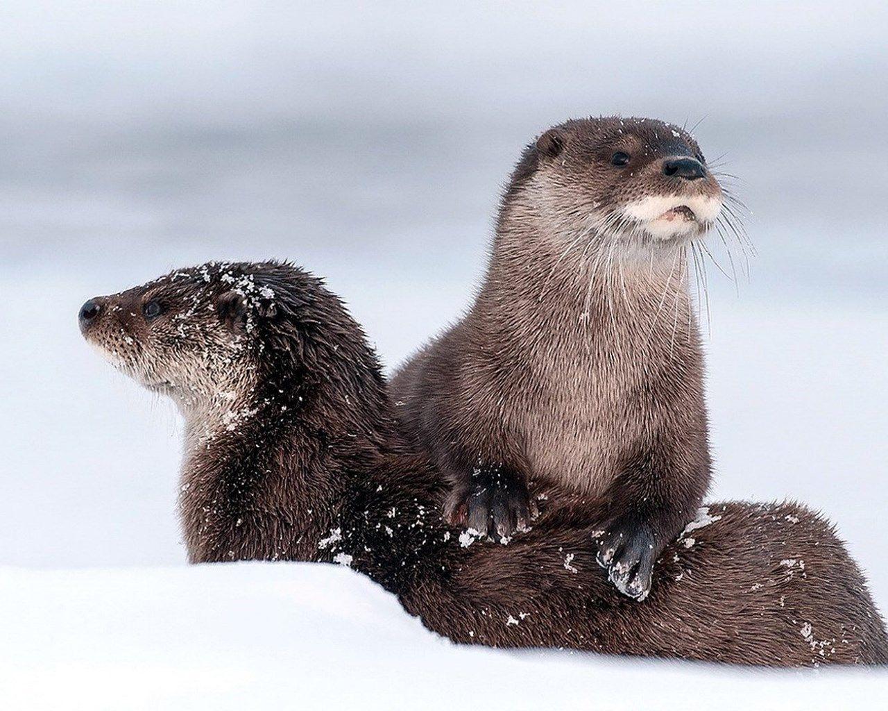 Colby Otter