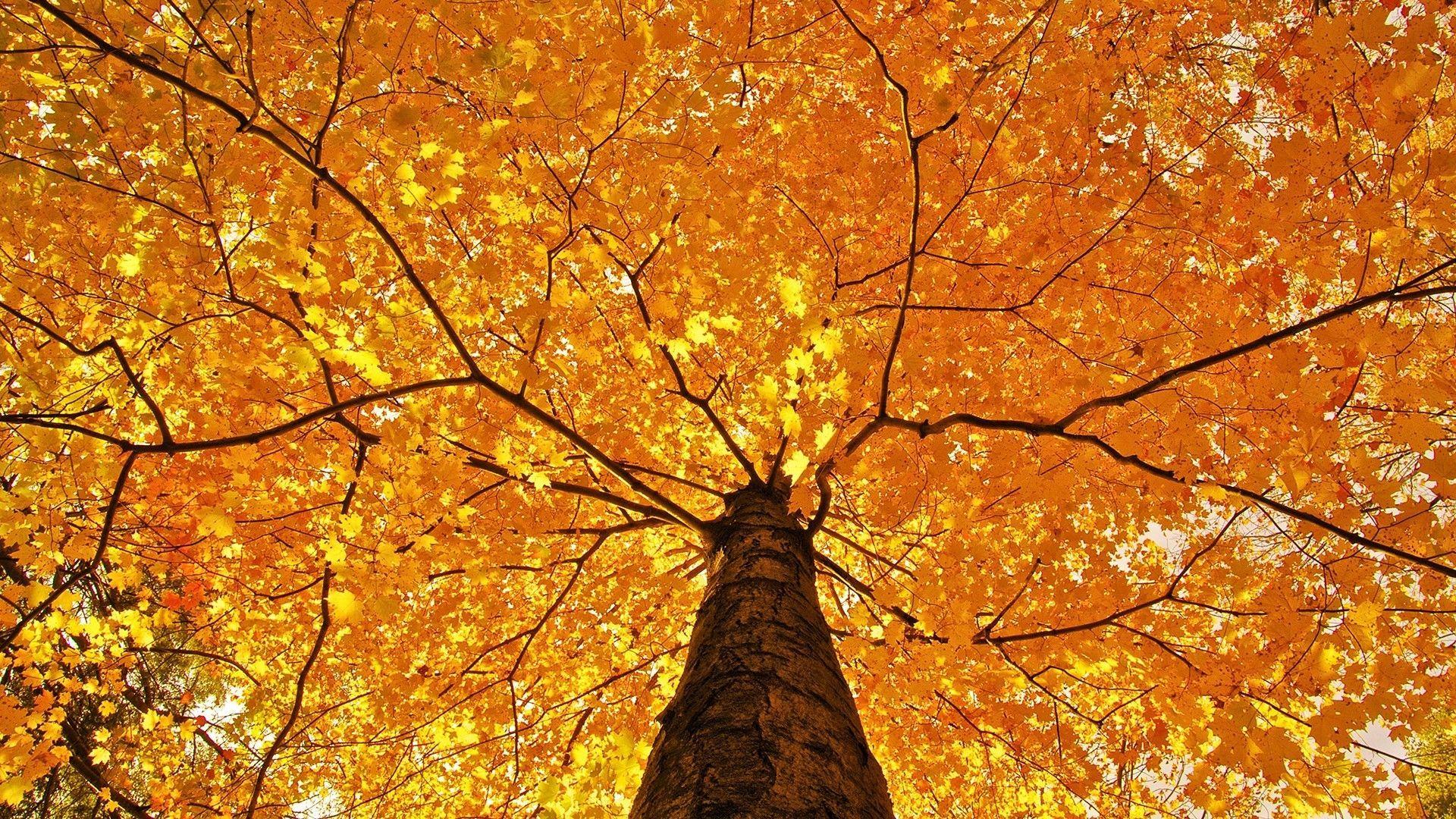 1920x1080 AUTUMN. Wallpaper and Yellow tree
