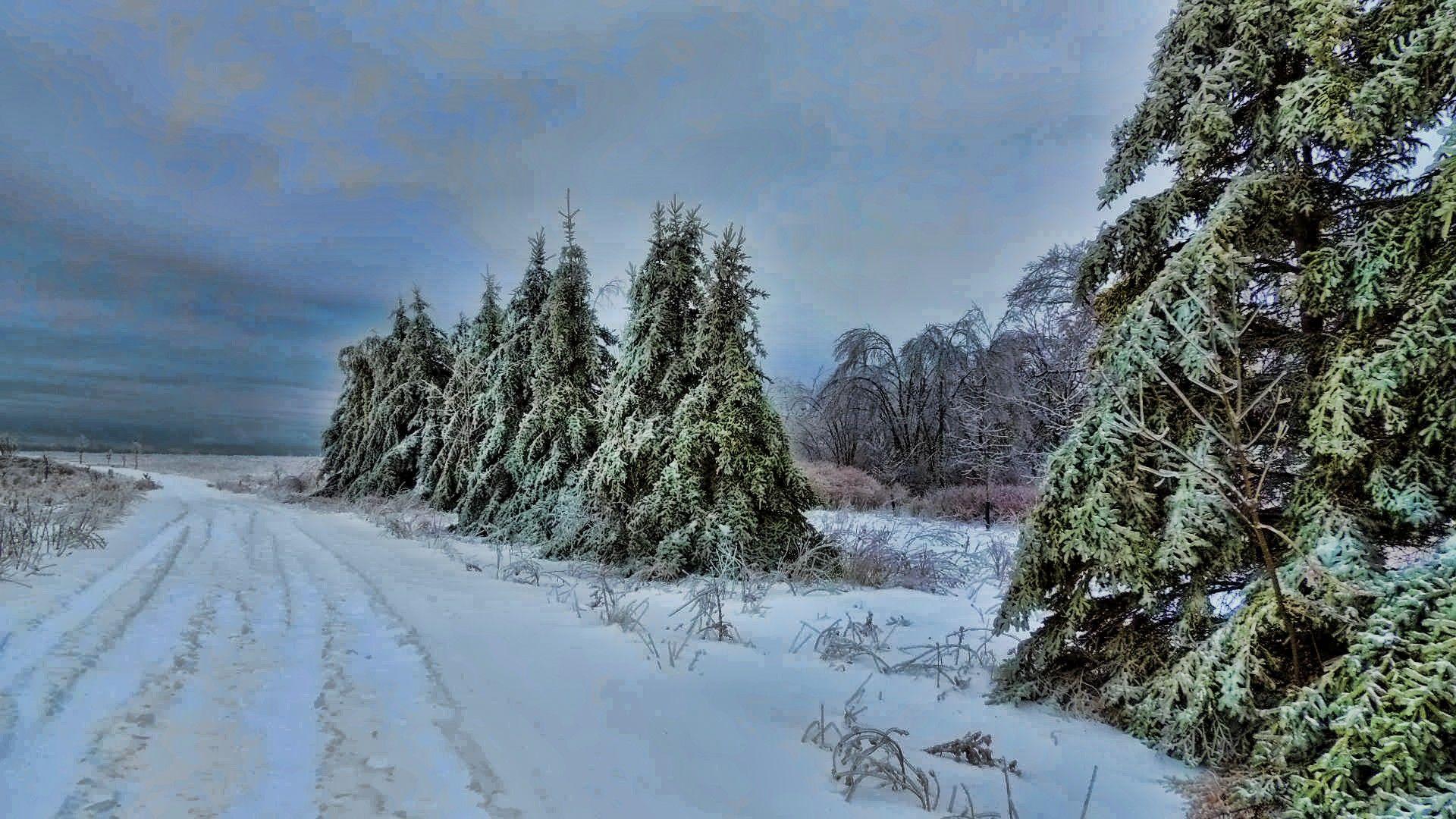 1920x1080 Winter Freezing Pinetree Frozen Pines Snow Holiday Desktop Wallpaper