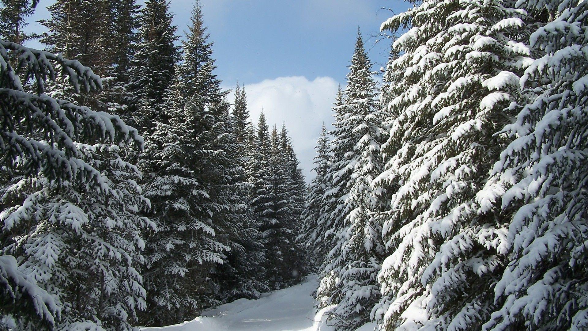 1920x1080 Winter Winter Ski Trail Evergreens Canada Skiing Trees Nature Snow