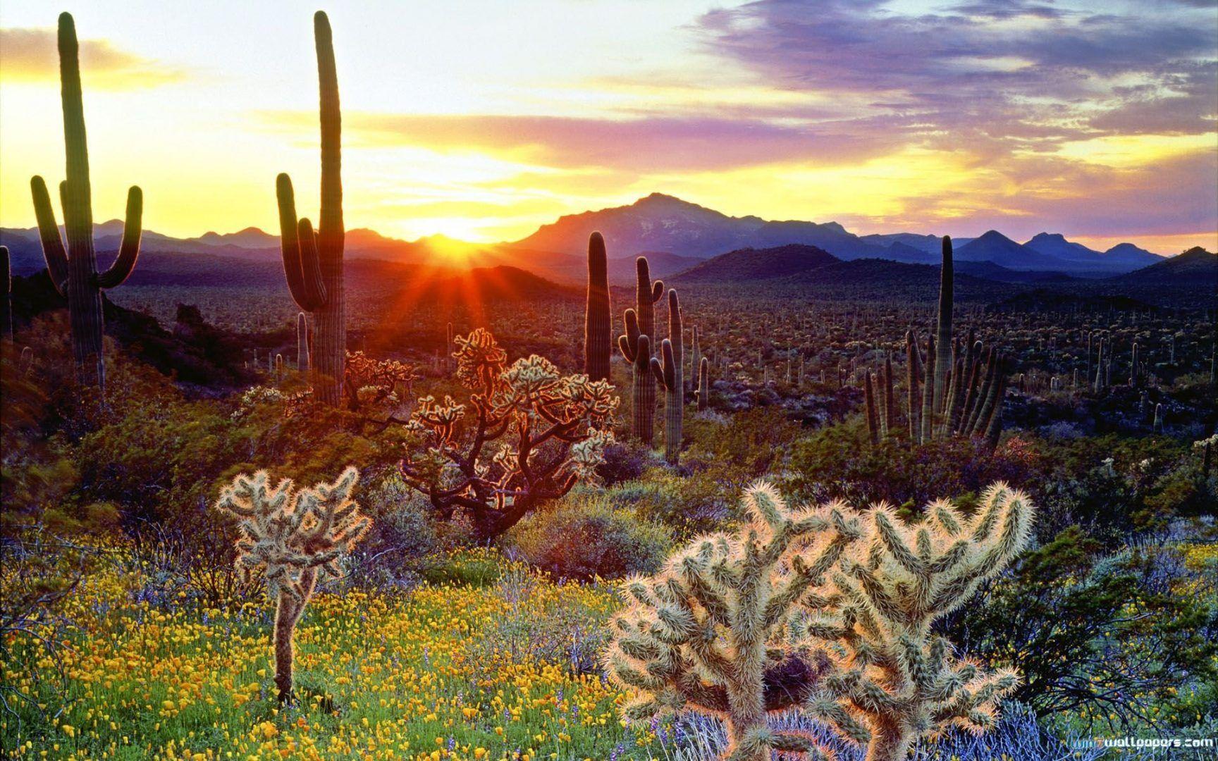 1728x1080 American Southwest Sunset Cacti Organ Wallpaper Blinds Wallpaper