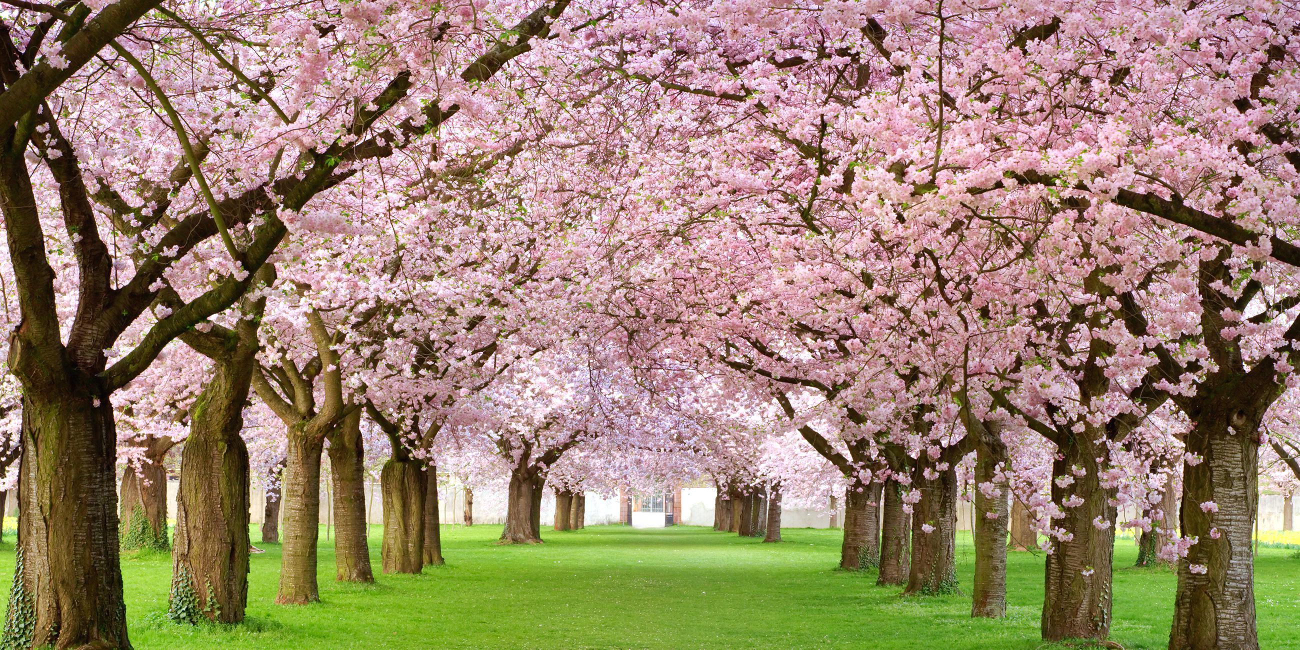 2600x1300 Appealing Wallpaper Cherry Blossom inspiration