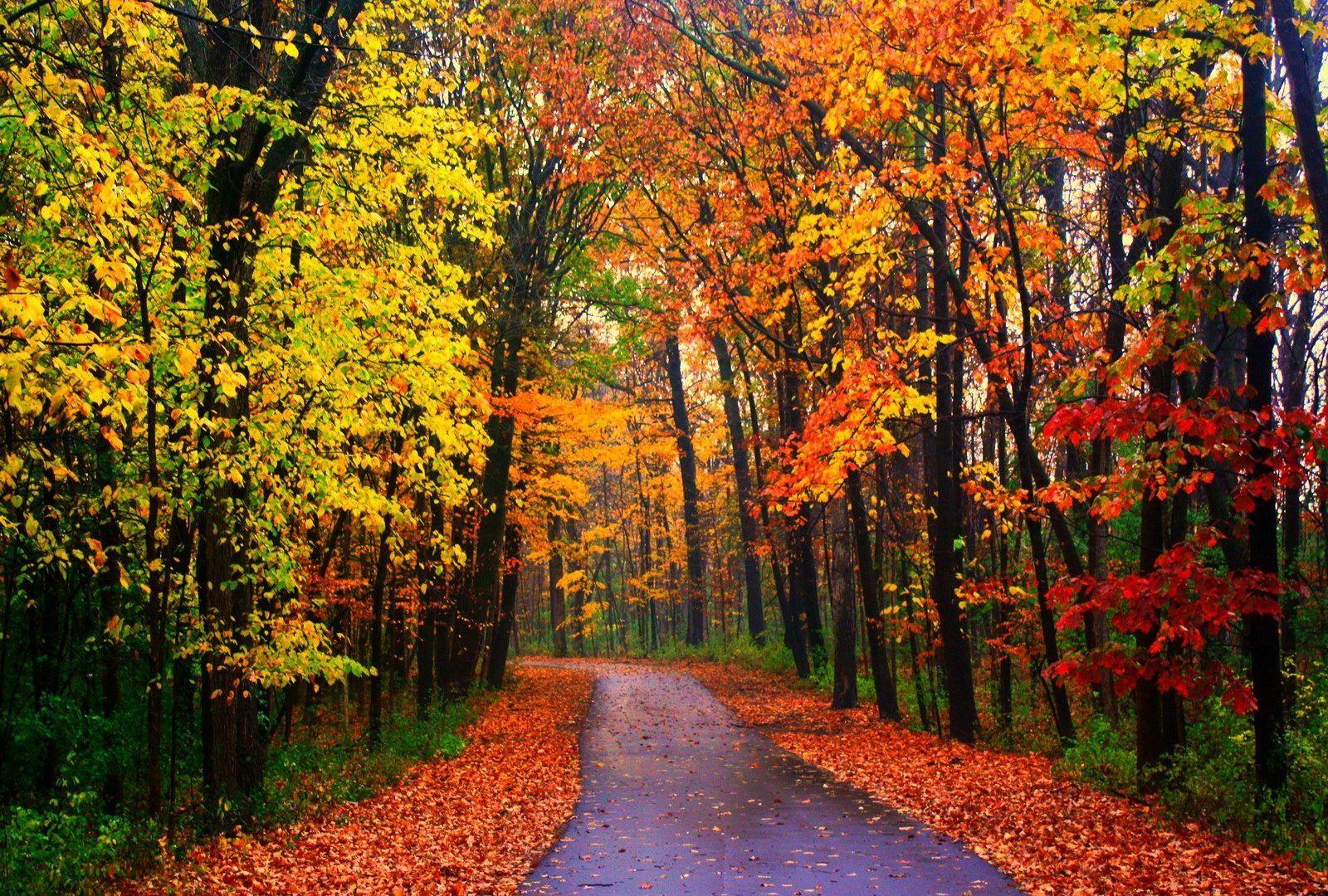 1600x1080 Forests: Forest Autumn Beautiful Nature Road Foliage Nice Trees