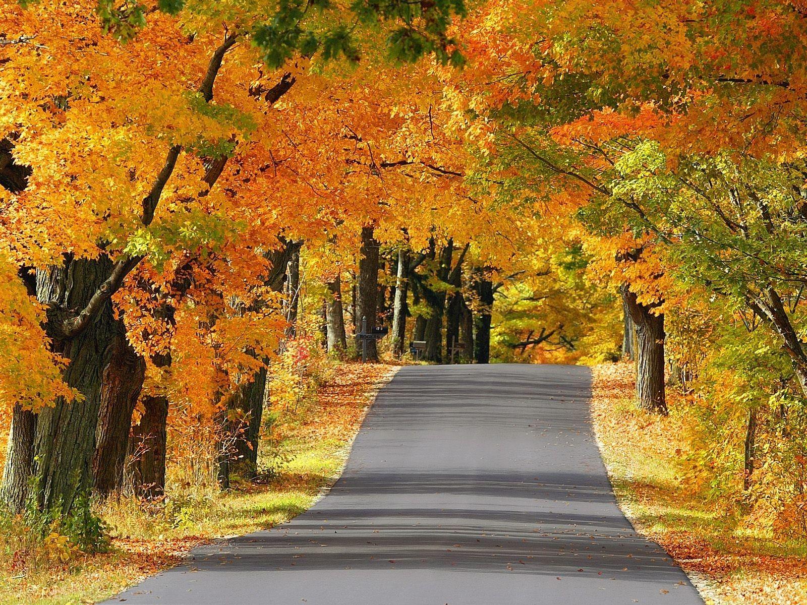 1600x1200 Forces of Nature: Trees Road Landscapes Scenic Roads Golden Nature