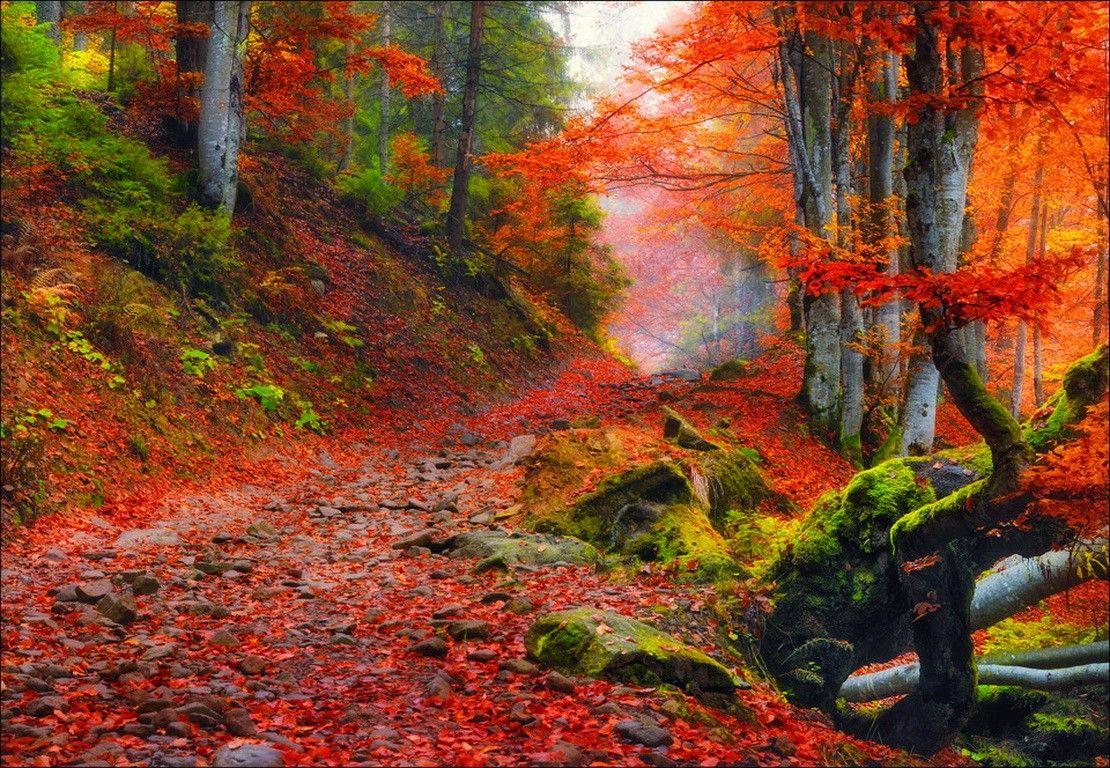 1110x768 Forest: Autumn Forest Colors Path Trees Fall Red Nature Beautiful