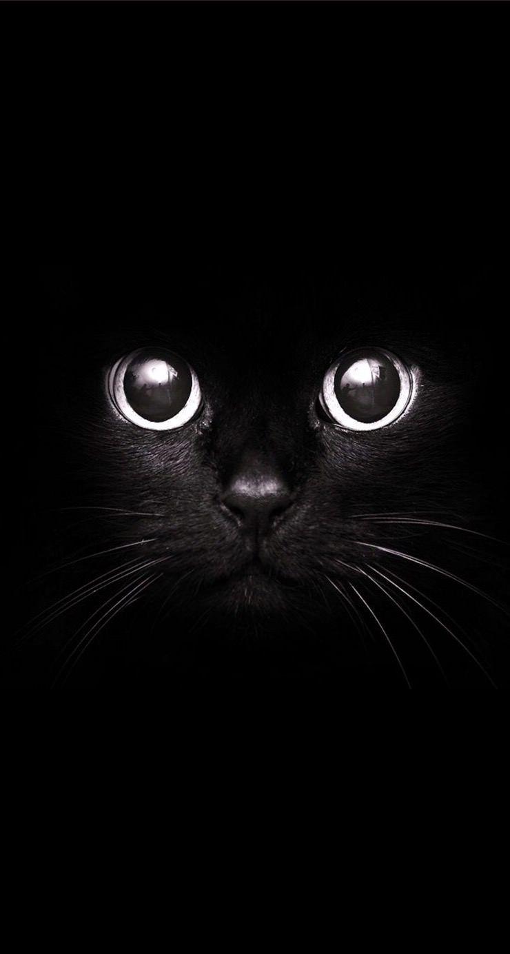 Black Cat IPhone Wallpaper HD IPhone Wallpapers Wallpaper Download  MOONAZ