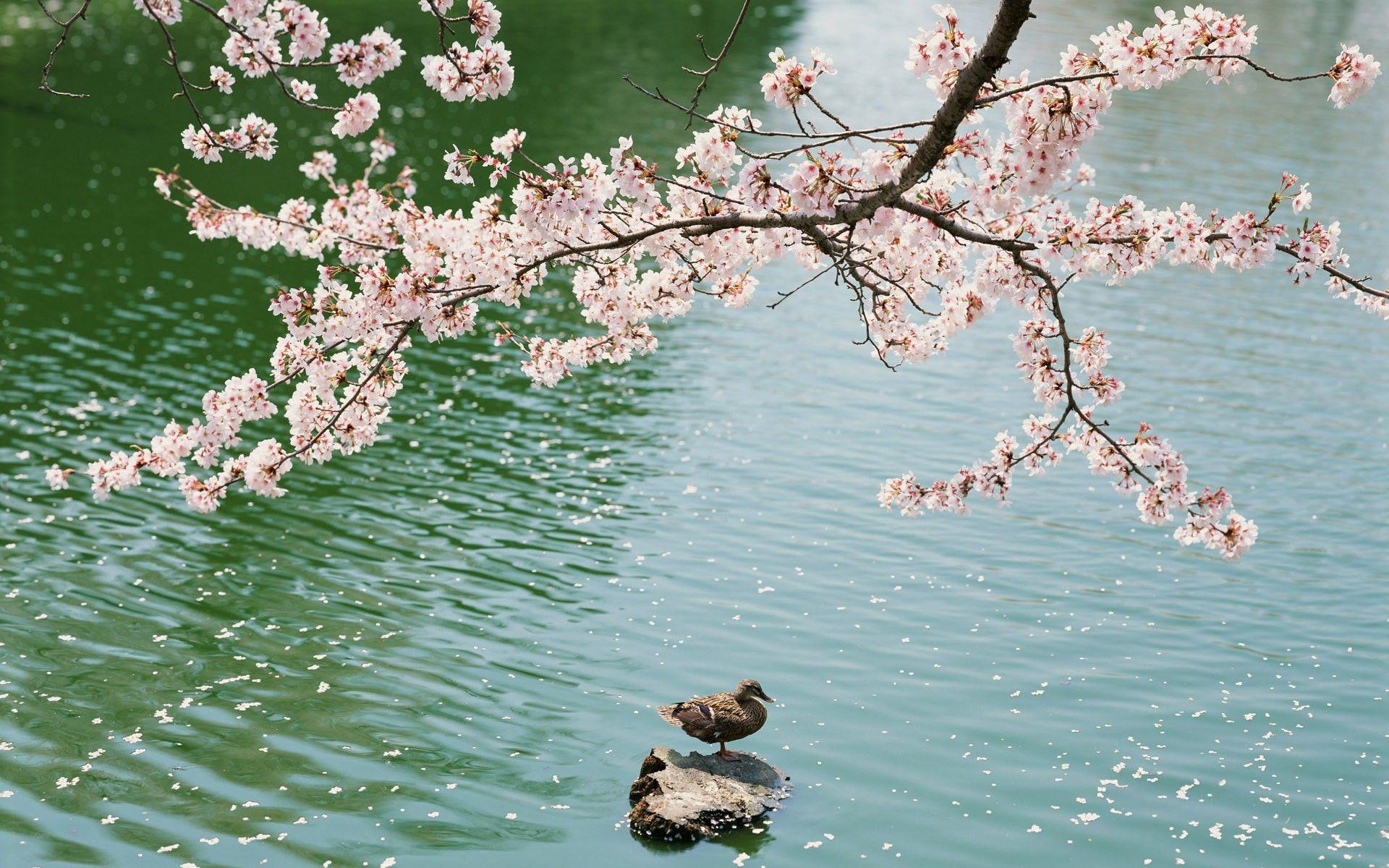 Japanese Cherry Blossom Art Wallpapers Top Free Japanese