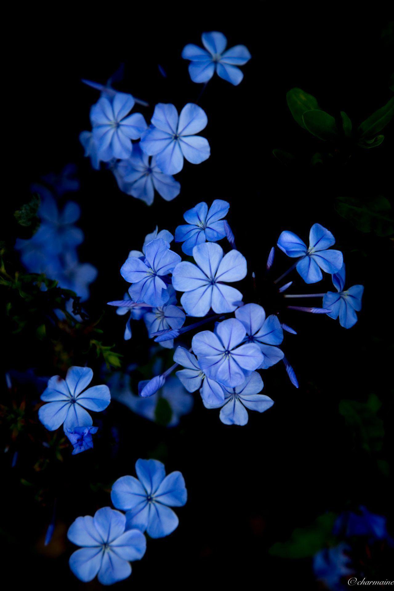 e learning for kindergarten: Dark Blue Flowers Wallpaper : Light Blue Flower Wallpapers Top Free