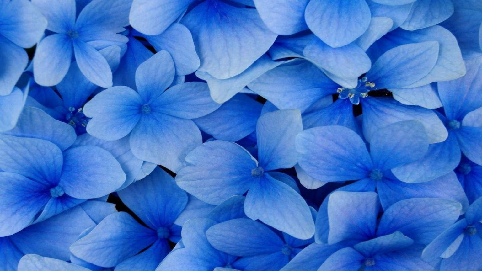 Black and Blue Flower Wallpapers - Top Free Black and Blue Flower Backgrounds - WallpaperAccess