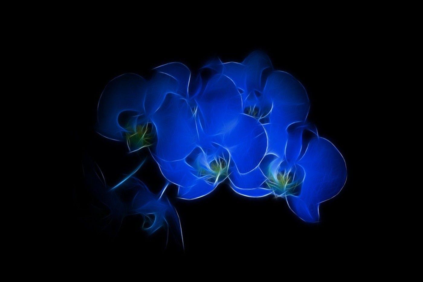 Black and Blue Flower Wallpapers - Top Free Black and Blue Flower