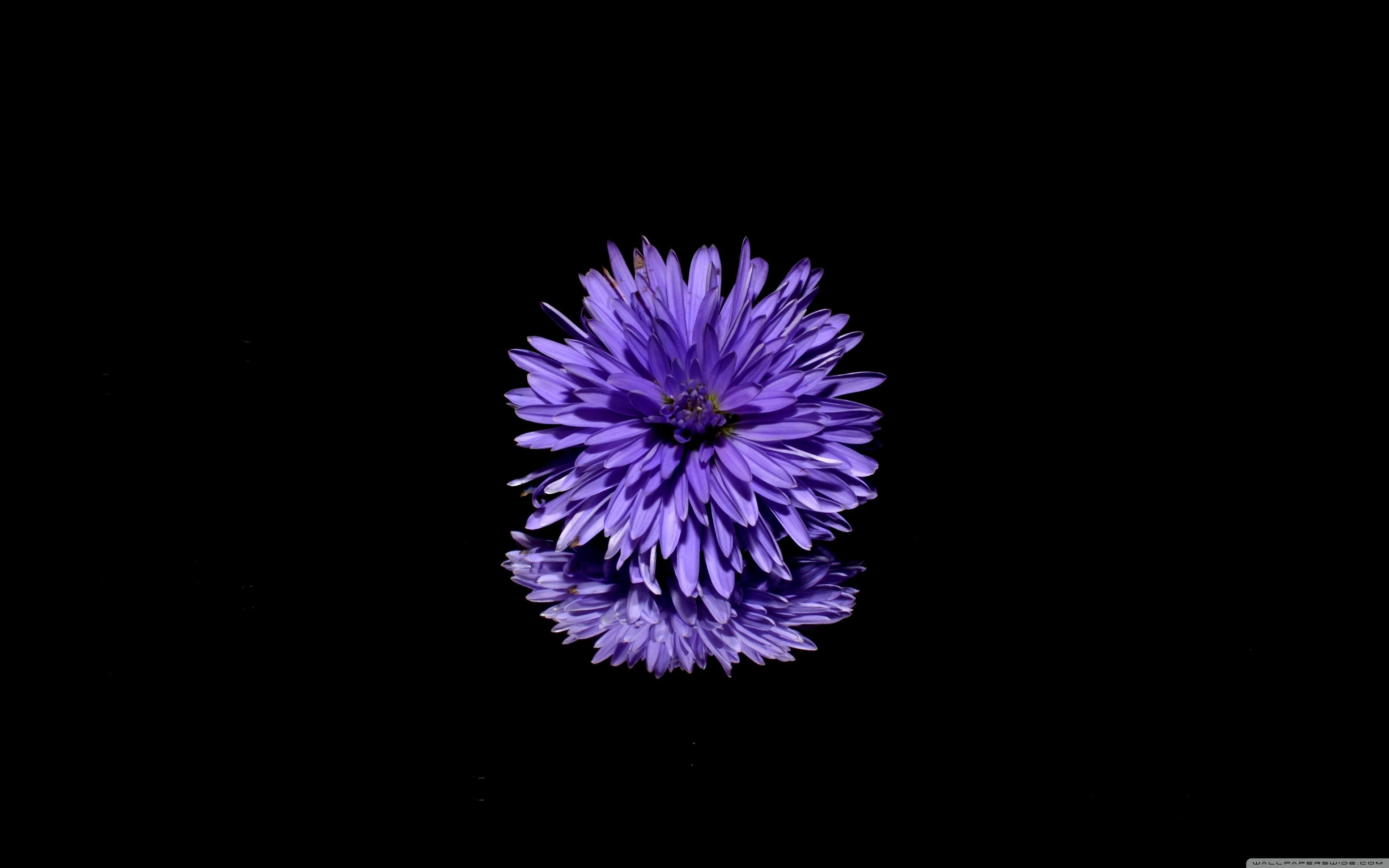 3840x2400 Blue Flower, Black Background Ultra HD Desktop Background Wallpaper for 4K UHD TV : Widescreen & UltraWide Desktop & Laptop : Multi Display, Dual Monitor : Tablet