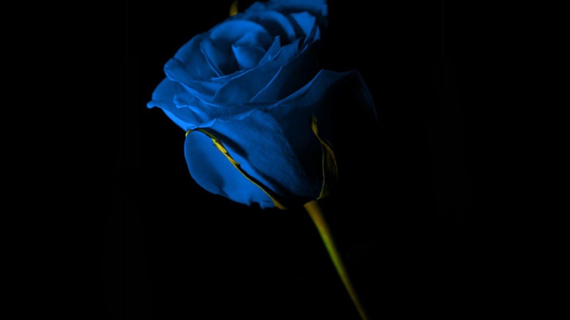 Black Blue Flower Wallpapers - Top Free Black Blue Flower Backgrounds