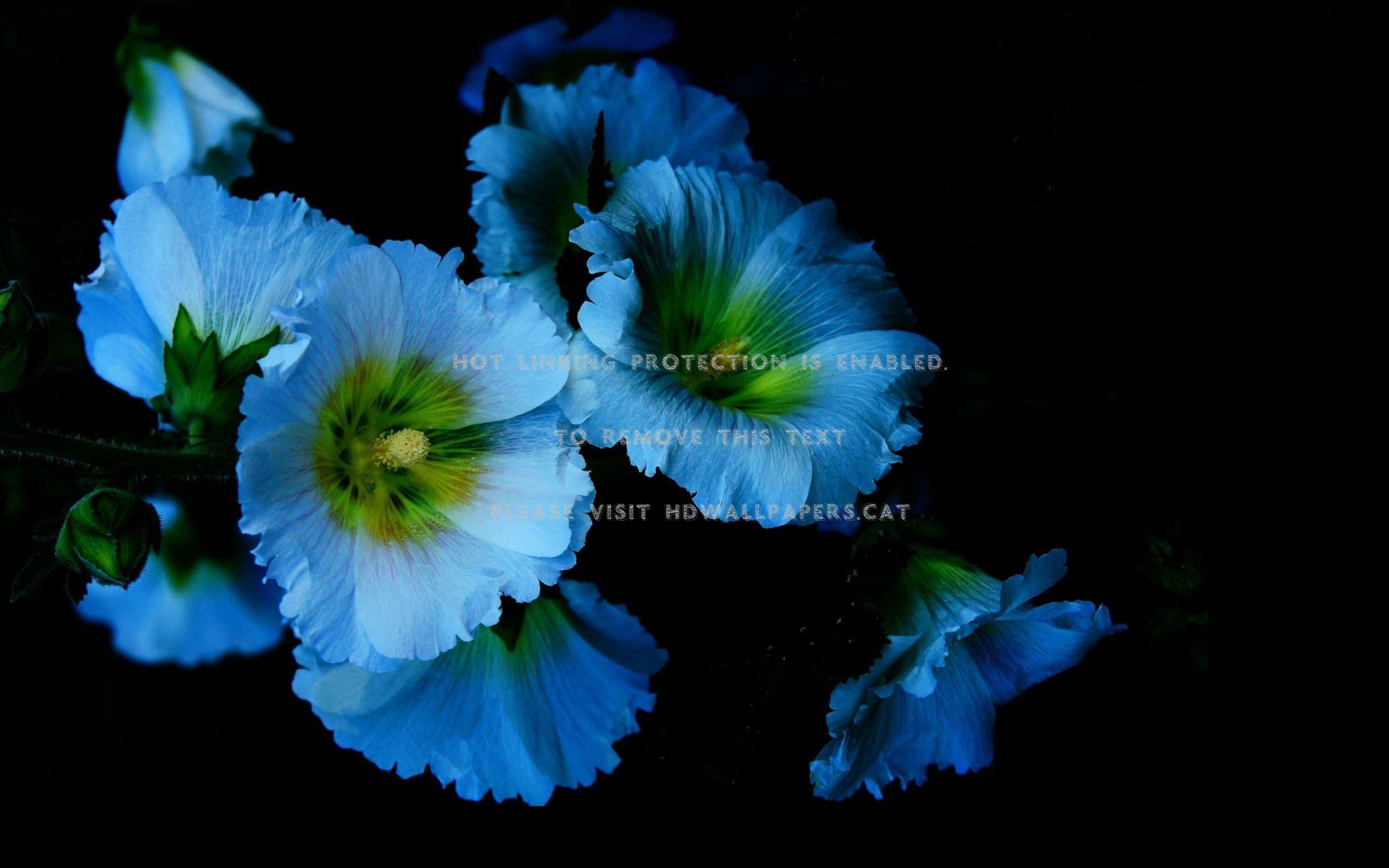 Beautiful Blue Flowers Wallpapers Top Free Beautiful Blue Flowers