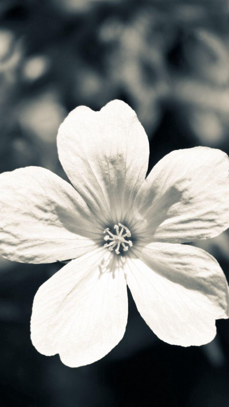 800x1420 Download Wallpaper 800x1420 Flower, White, Black, Blue Iphone Se 5s 5c 5 For Parallax HD Background