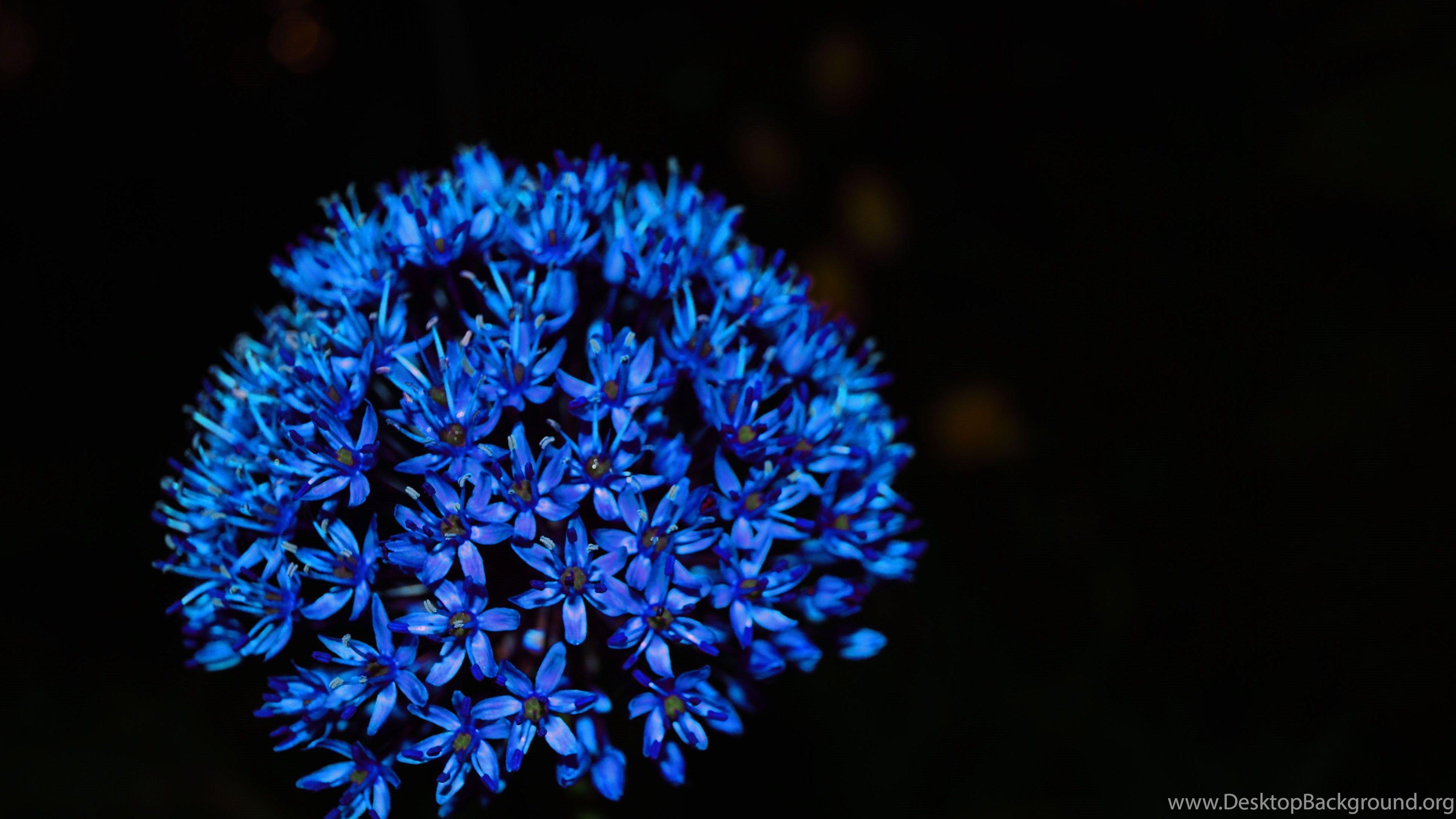 3840x2160 Blue Flower Picture Widescreen HD Wallpaper Desktop Background