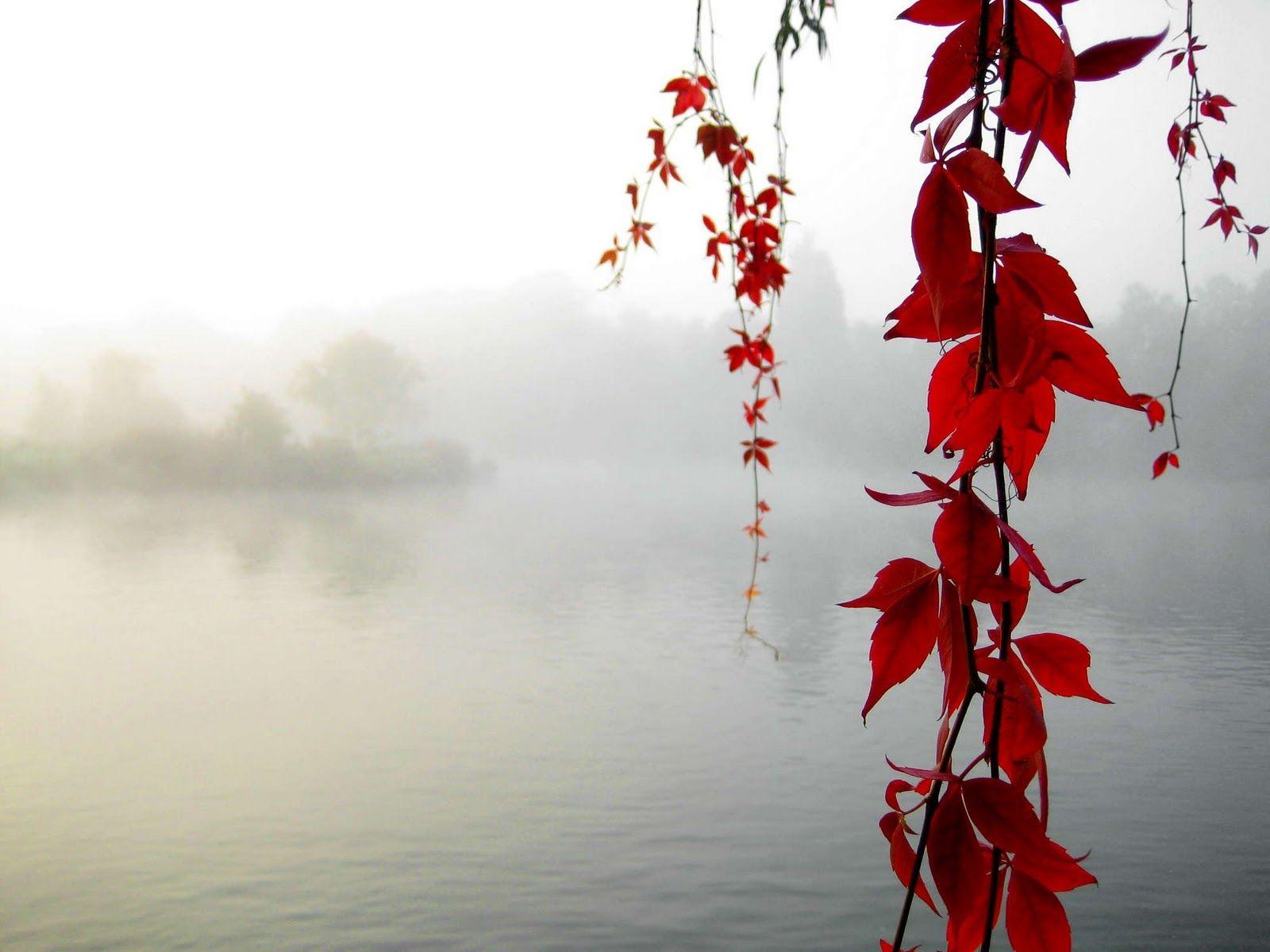 1600x1200 Download HD Red Wallpaper For Desktop And Mobile