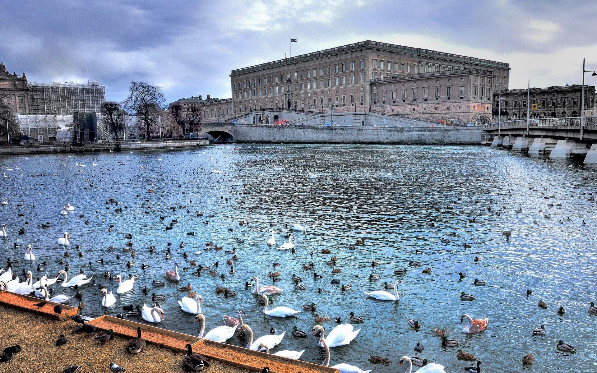 1920x1200 cityscape, River, Animals, Stockholm, Sweden Wallpaper HD / Desktop and Mobile Background