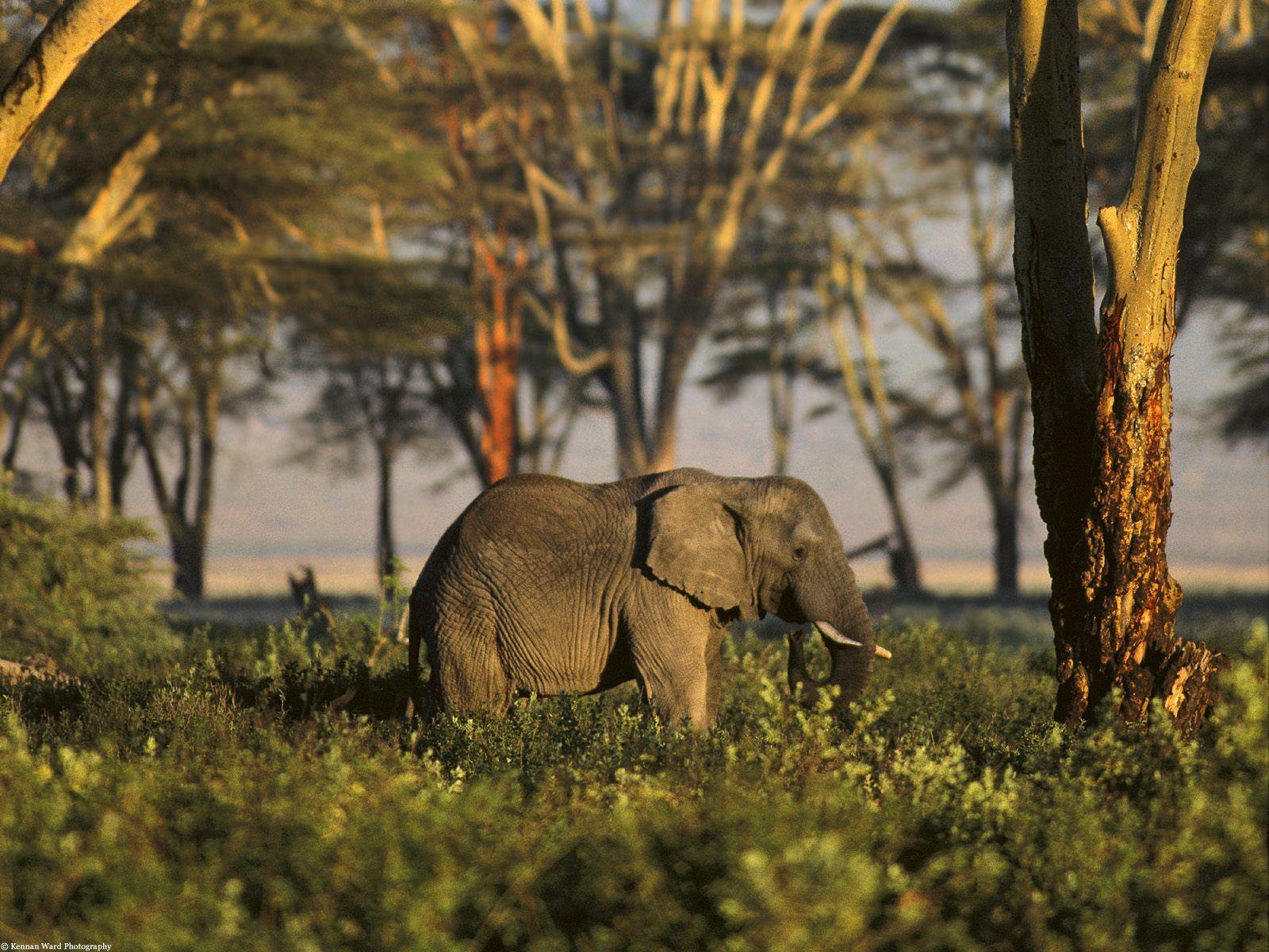 1600x1200 African Elephant Tanzania Africa