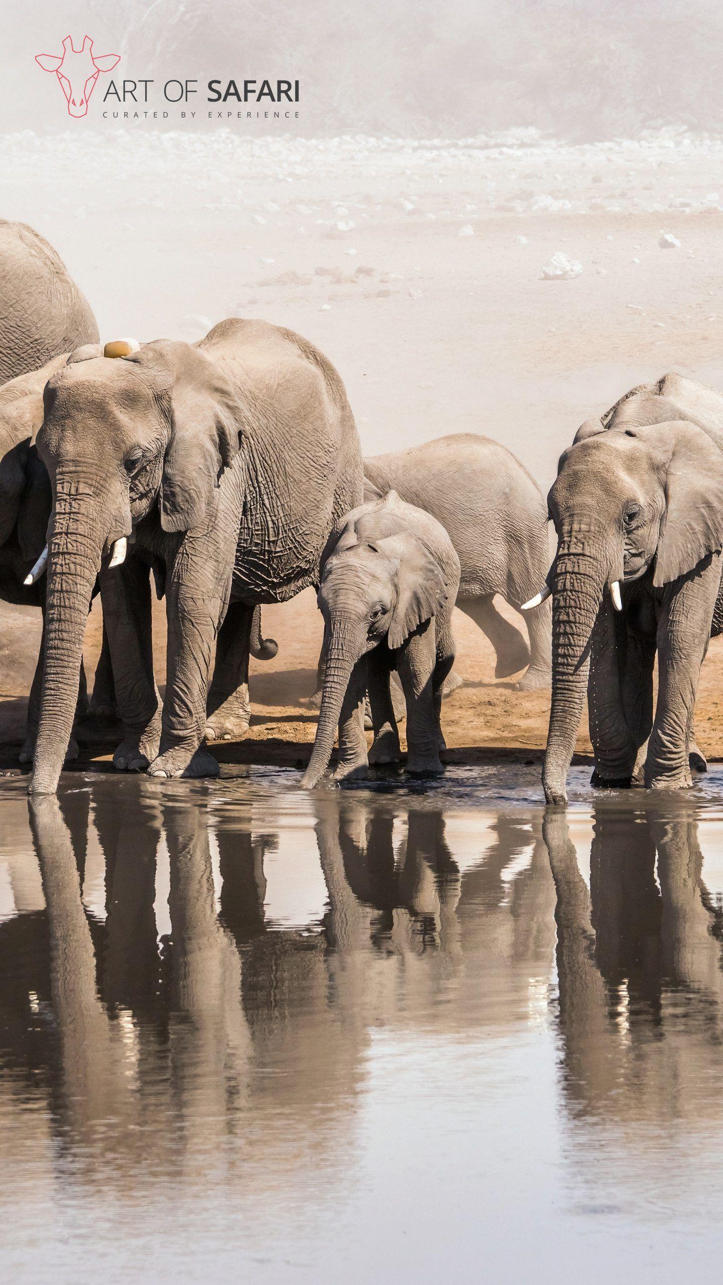 1440x2560 Wallpaper. A Memory of African Elephant Drinking At A Waterhole. Art Of Safari