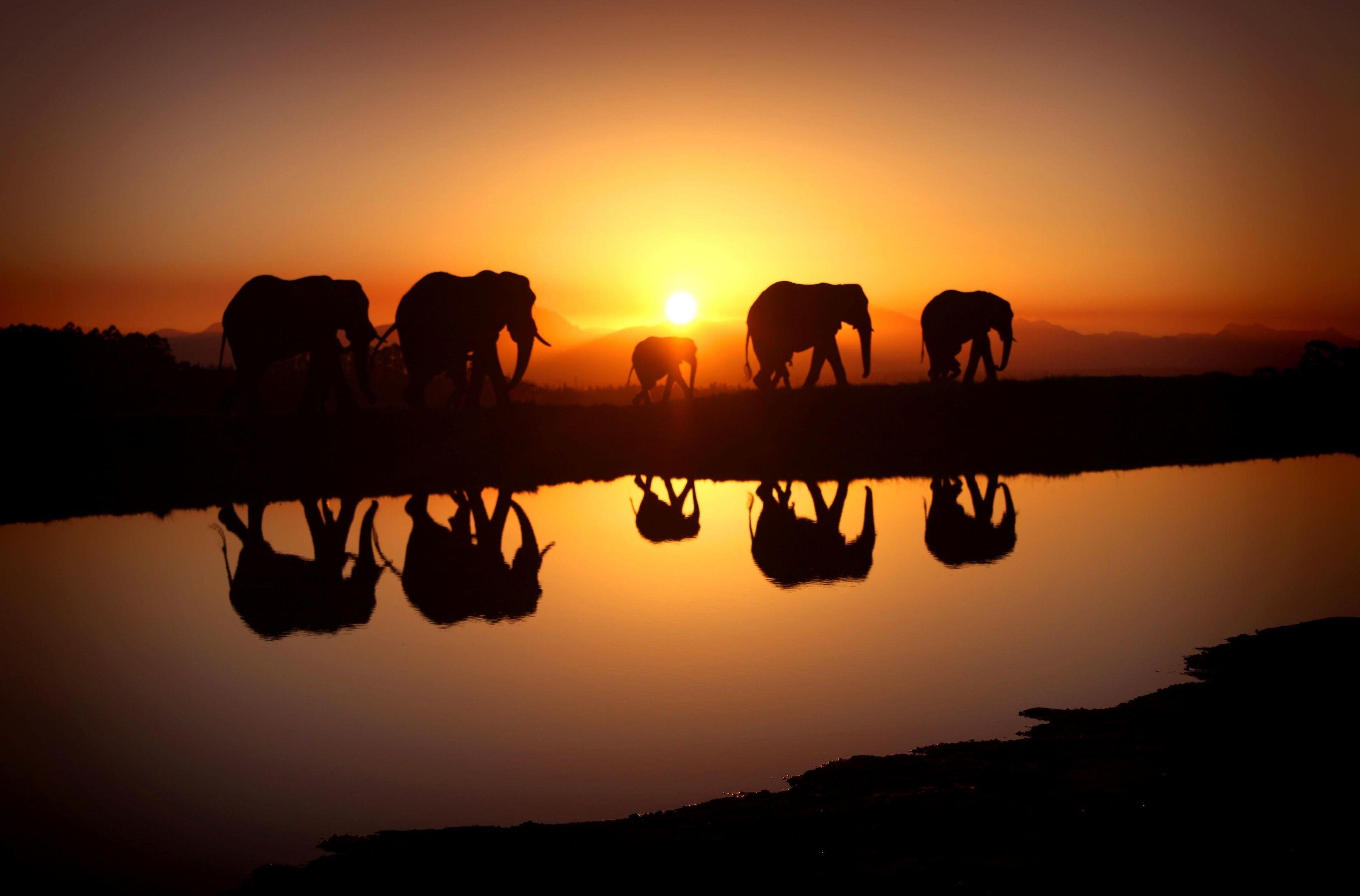 3840x2530 3840x2530 elephant 4k wallpaper free download for pc. Mocah.org HD Desktop Wallpaper