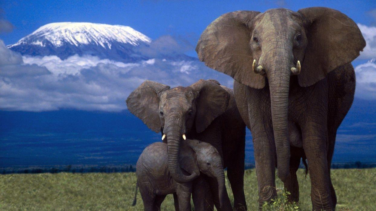 Beautiful Elephant Wallpapers - Top Free Beautiful Elephant Backgrounds ...