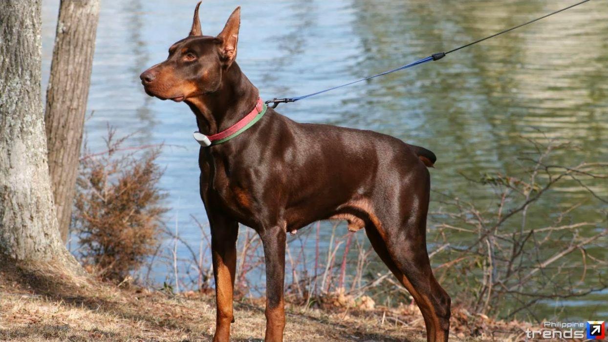 1244x700 DOBERMAN PINSCHER dog dogs wallpaperx1080
