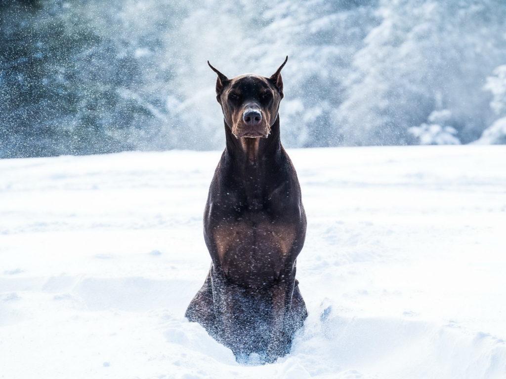 1024x768 Doberman Pinscher Dog Wallpaper for Free Download