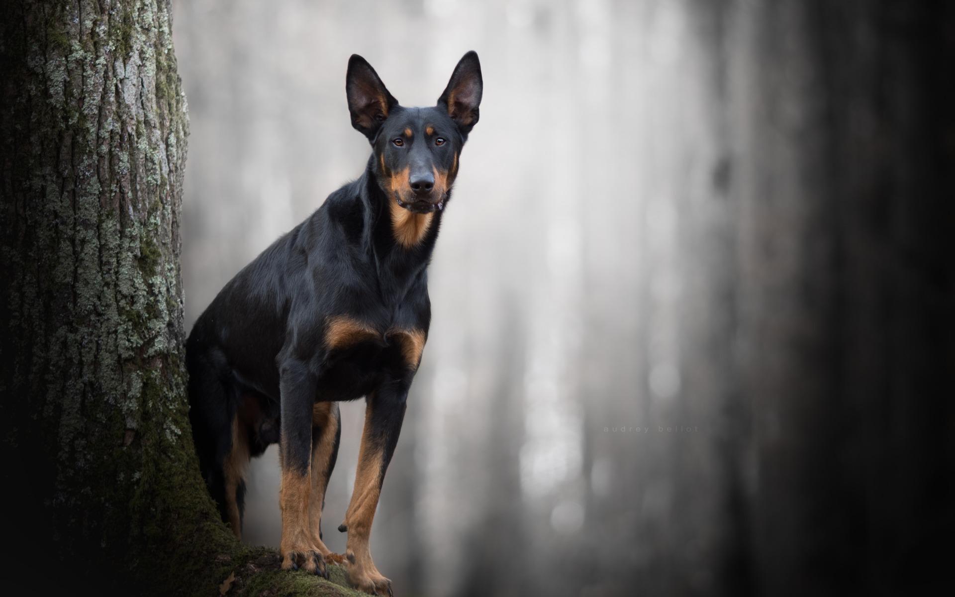 Doberman 1080P 2K 4K 5K HD wallpapers free download  Wallpaper Flare