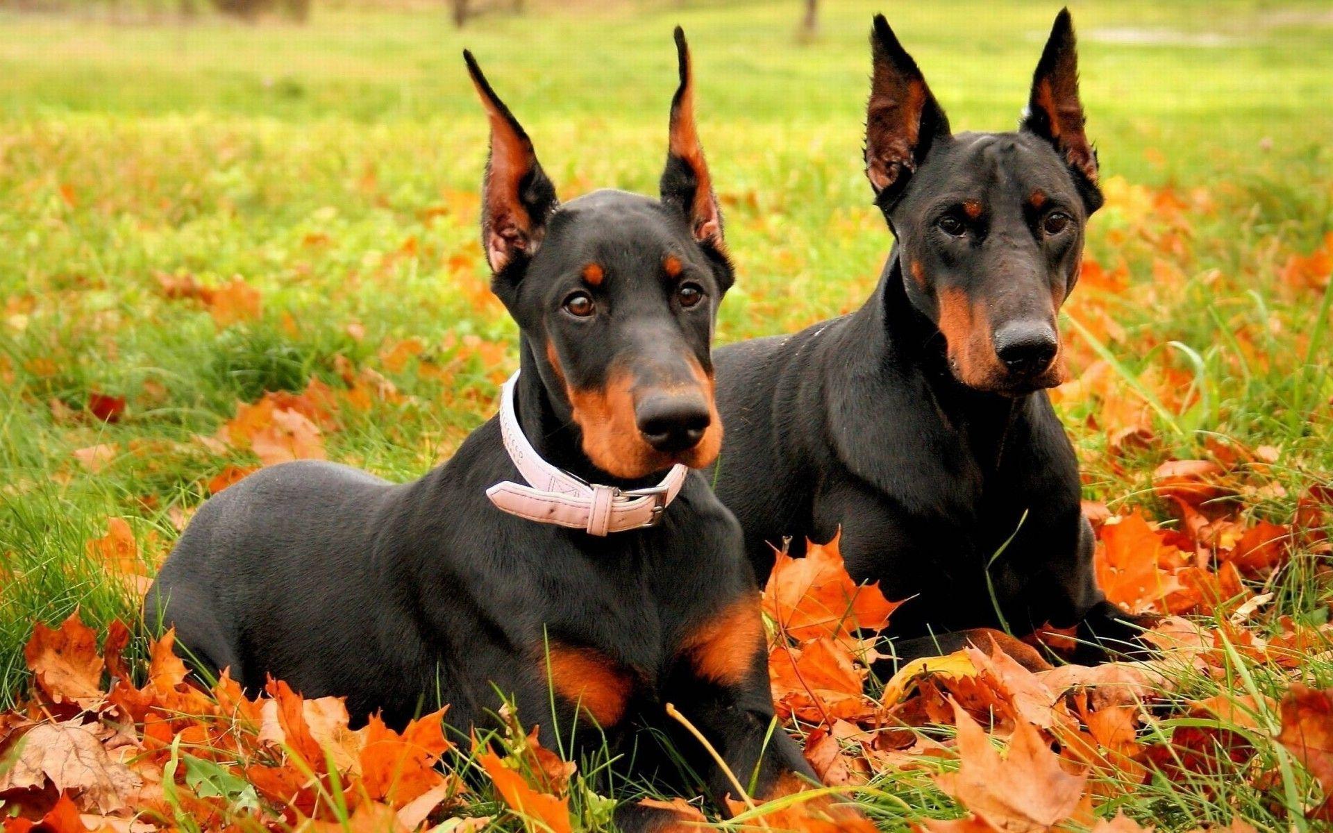 1920x1200 dog leaves grass fall doberman pinscher Wallpaper HD / Desktop and Mobile Background