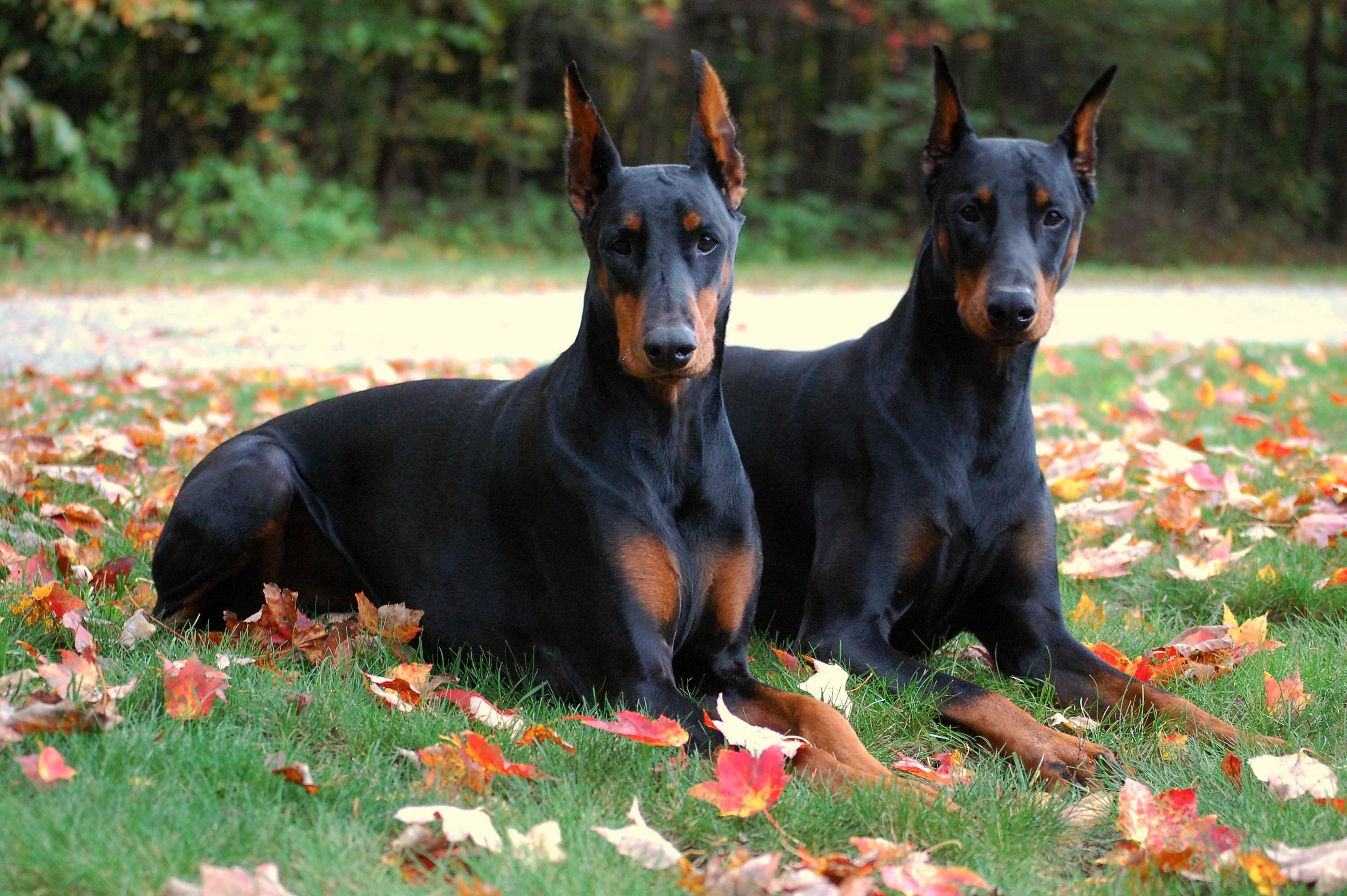 3008x2000 Doberman Pinscher Wallpaper (3008x2000)