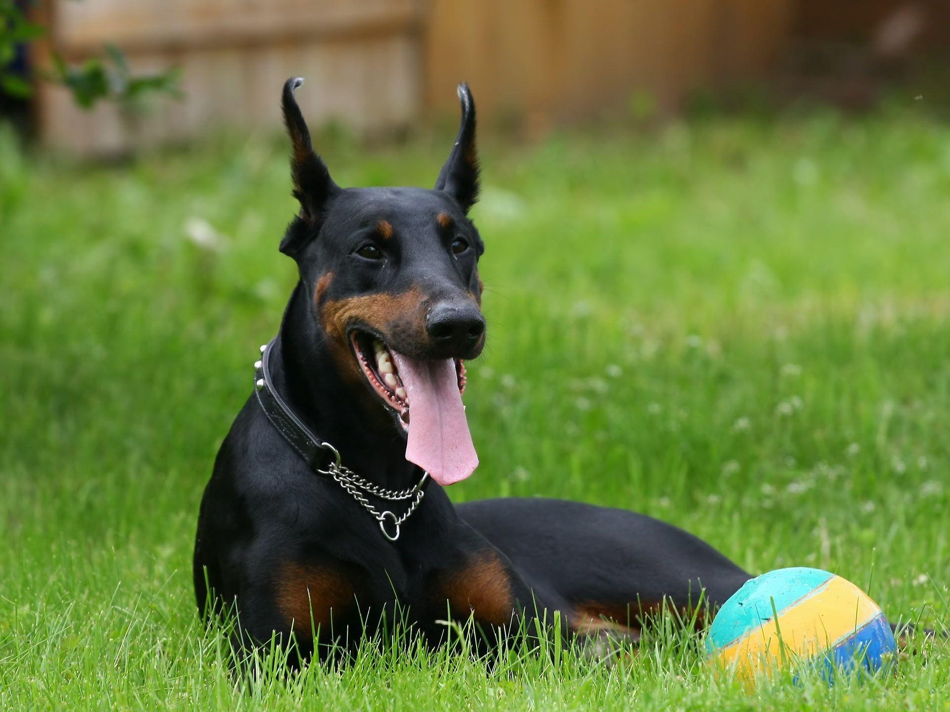 1920x1440 Doberman Pinscher and a ball photo and wallpaper. Beautiful Doberman Pinscher and a ball picture