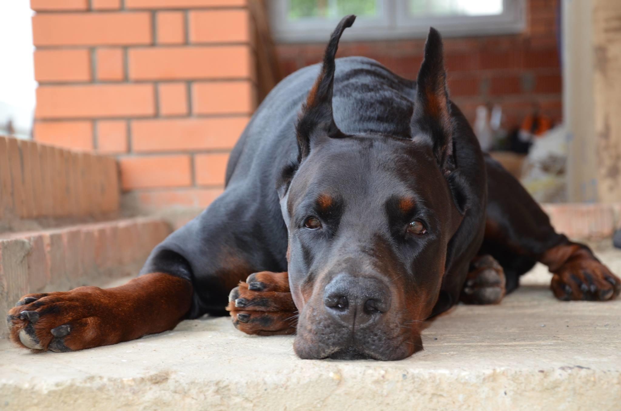 2048x1356 Doberman Pinscher Dog Wallpaper for Free Download