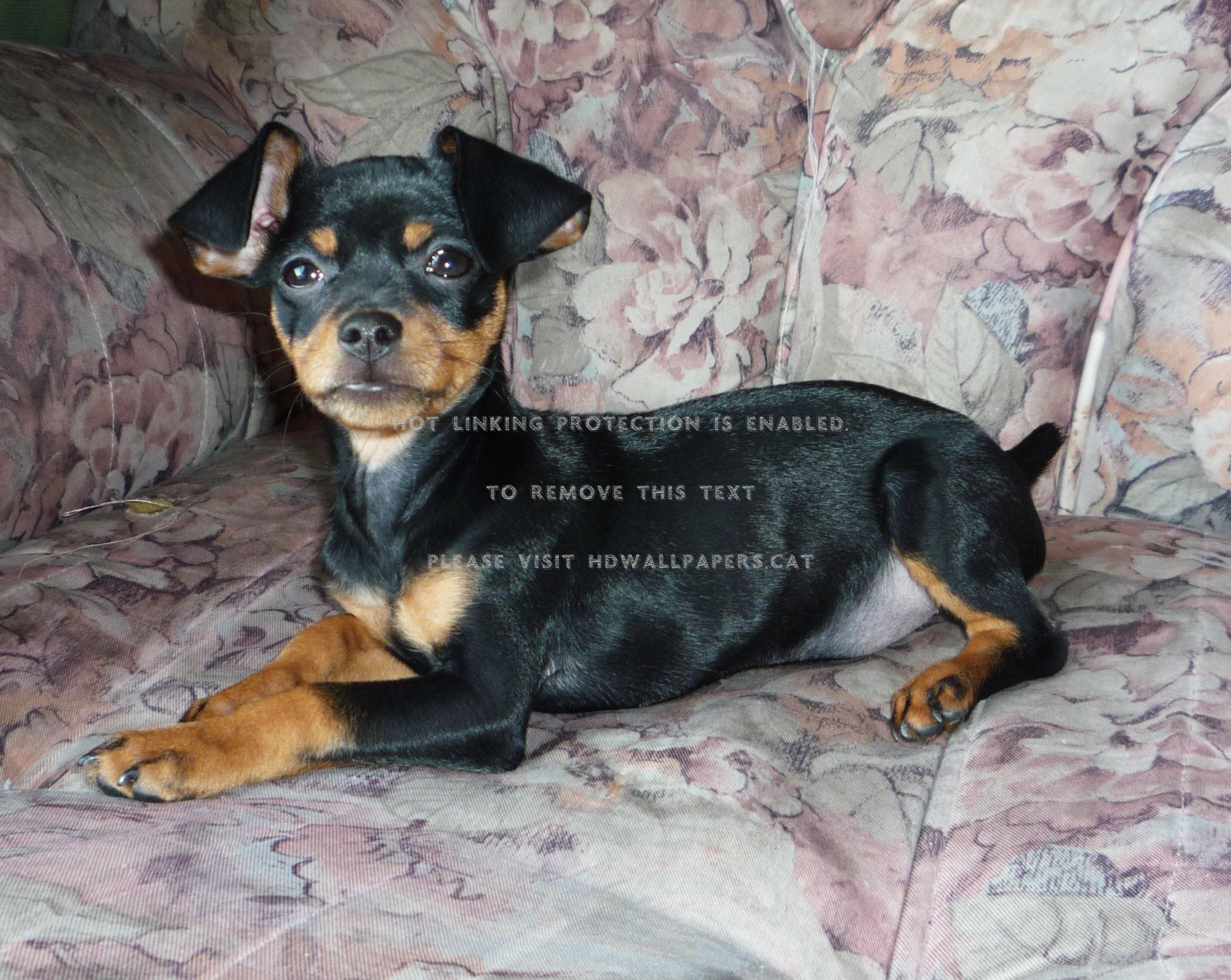2463x1961 mini doberman pinscher dog black brown
