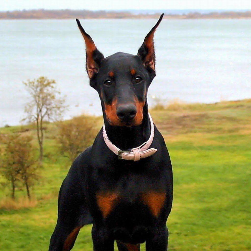 1024x1024 Doberman Pinscher wallpaper, Animal, HQ Doberman Pinscher pictureK Wallpaper 2019