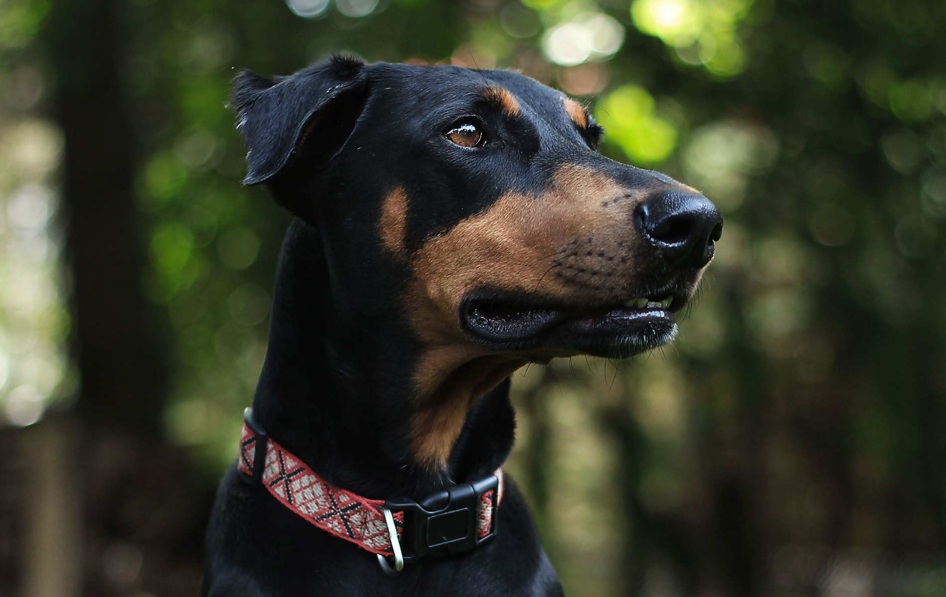 1900x1200 Doberman Pinscher Dog