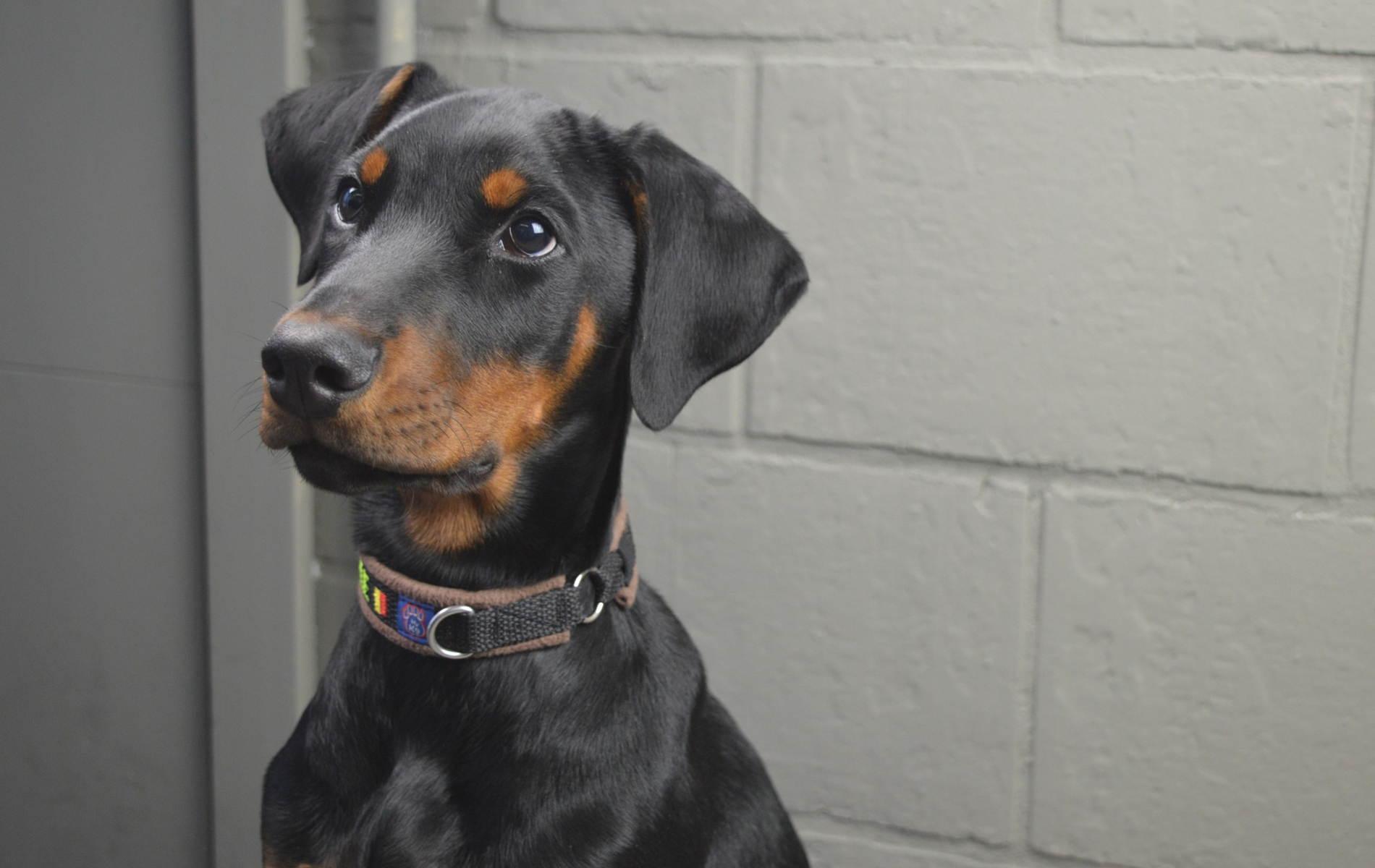 1900x1200 Doberman Pinscher Puppy