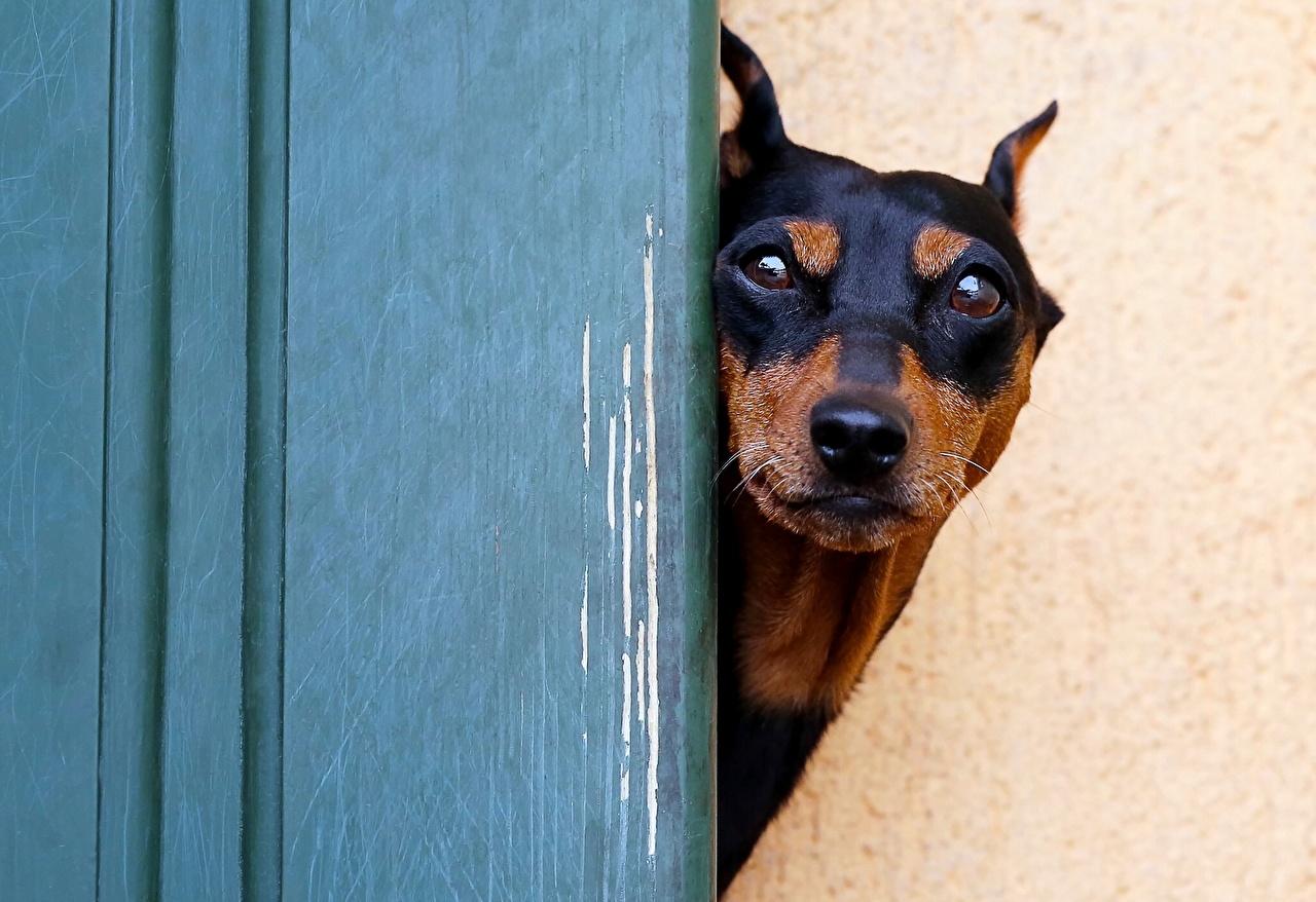 1280x878 Doberman Pinscher Wallpaper (1280x878 px)