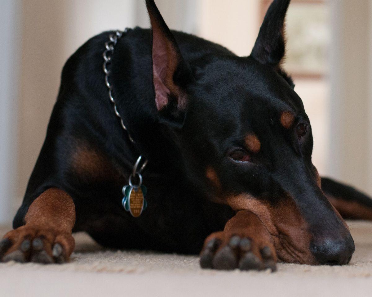 1200x957 Most viewed Doberman Pinscher wallpaperK Wallpaper