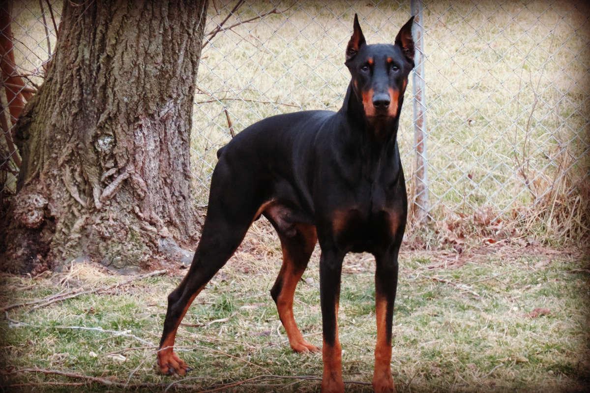 1200x799 Free download Warlock Doberman Pinscher 3 HD Wallpaper [1200x799] for your Desktop, Mobile & Tablet. Explore Doberman Pinscher Wallpaper. Doberman Wallpaper for Desktop