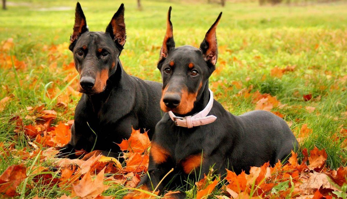 1218x700 DOBERMAN PINSCHER dog dogs wallpaperx1472