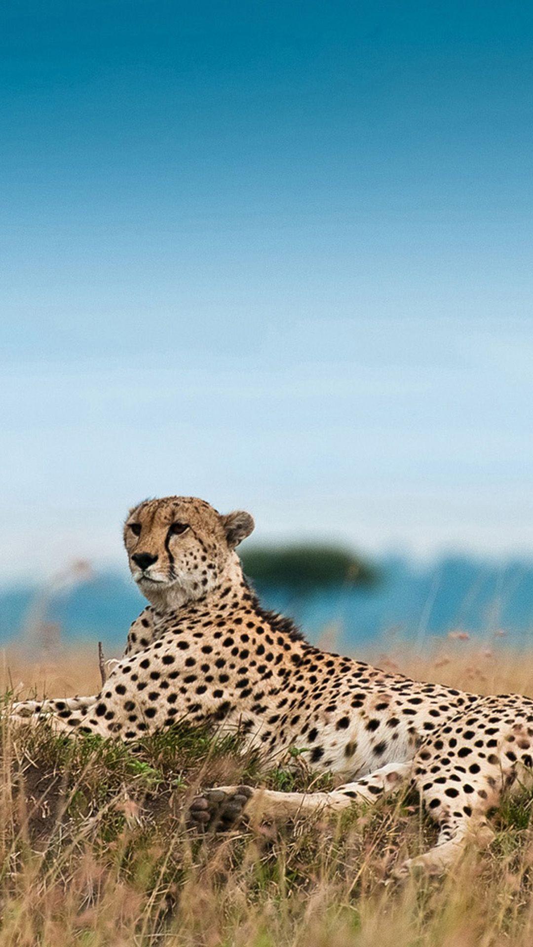 1080x1920 South Africa Leopard Android wallpaper HD wallpaper
