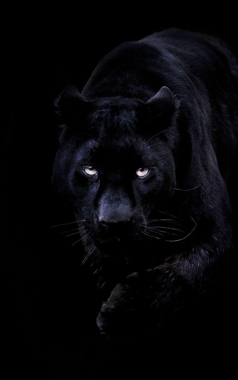 Black Panther Android Wallpapers Top Free Black Panther Android Backgrounds WallpaperAccess
