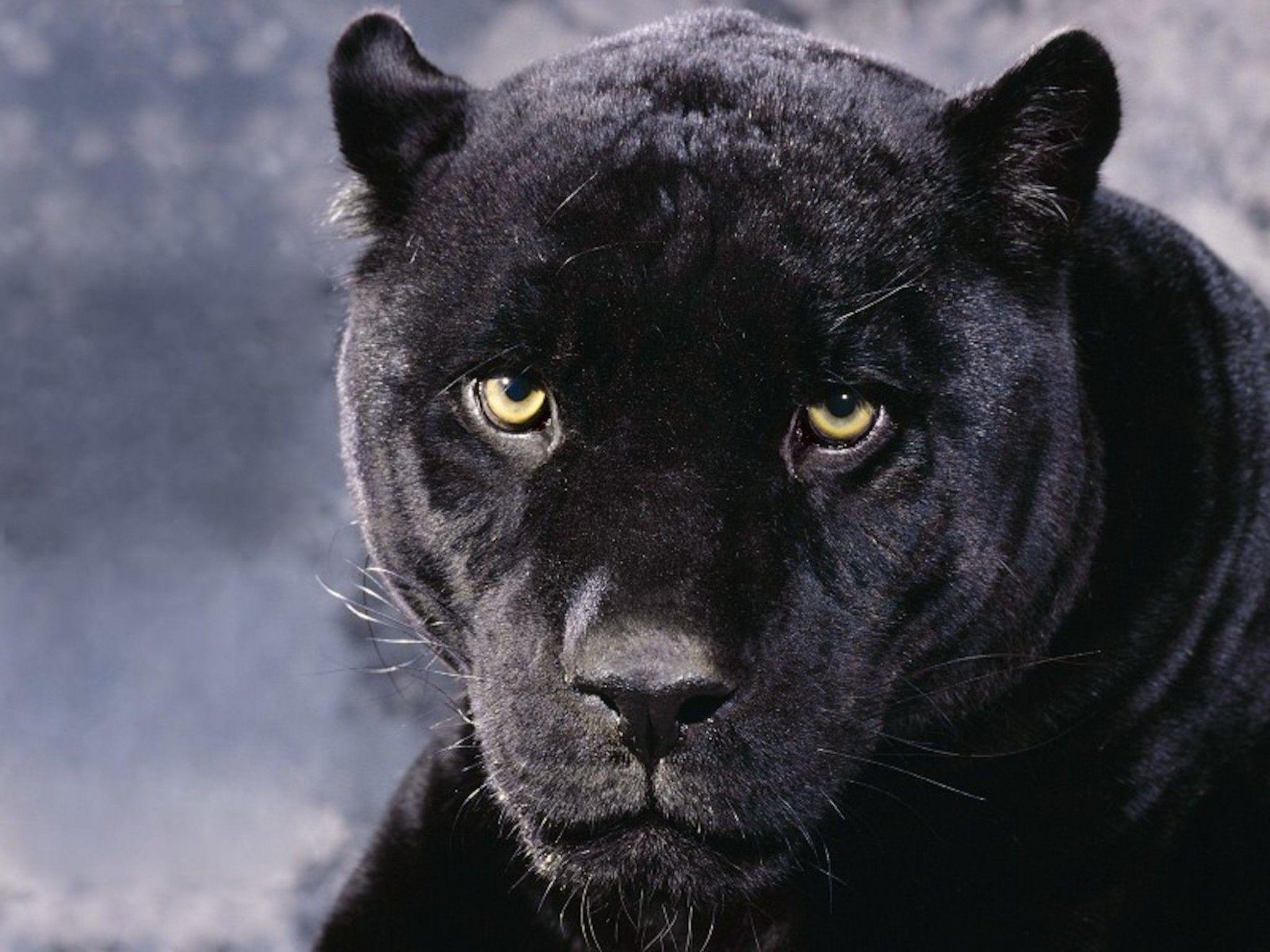 Black Panther Baby Wallpapers Top Free Black Panther Baby Backgrounds Wallpaperaccess