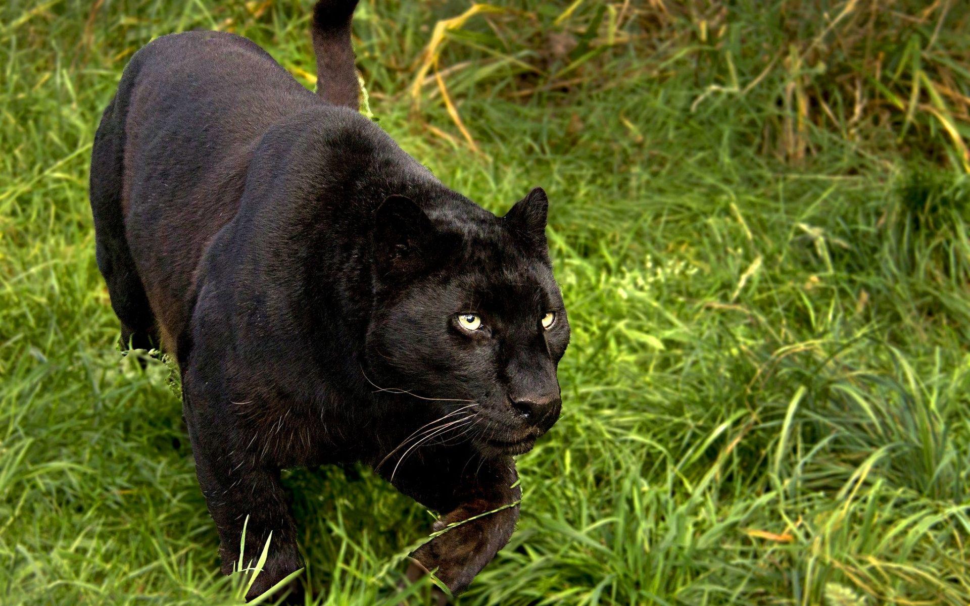 1920x1200 Excellent HD Black Panther Wallpaper