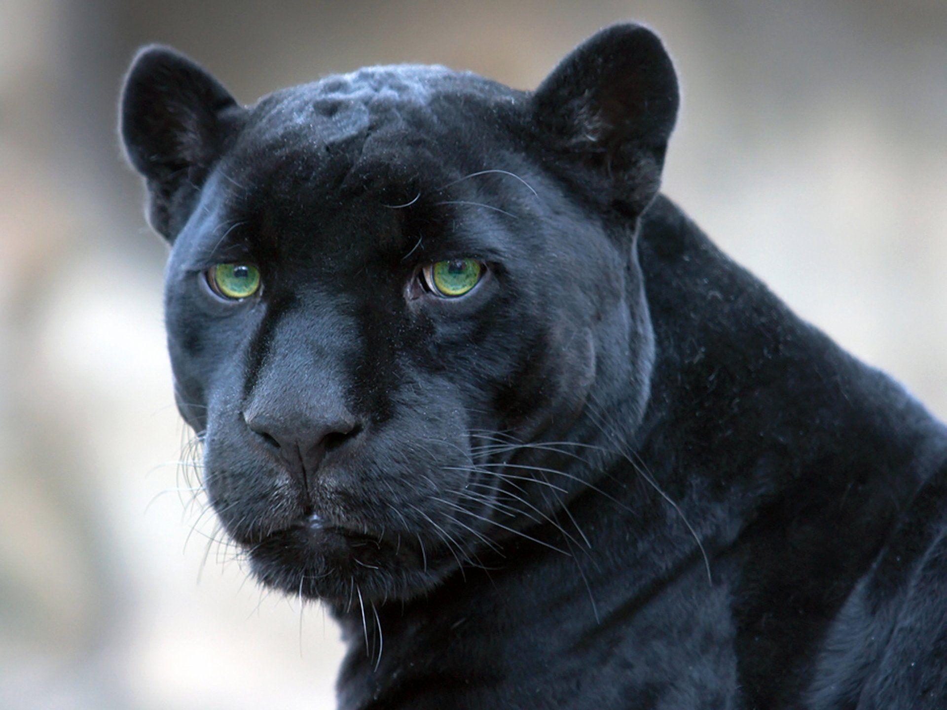Black Panther Baby Wallpapers Top Free Black Panther Baby Backgrounds Wallpaperaccess