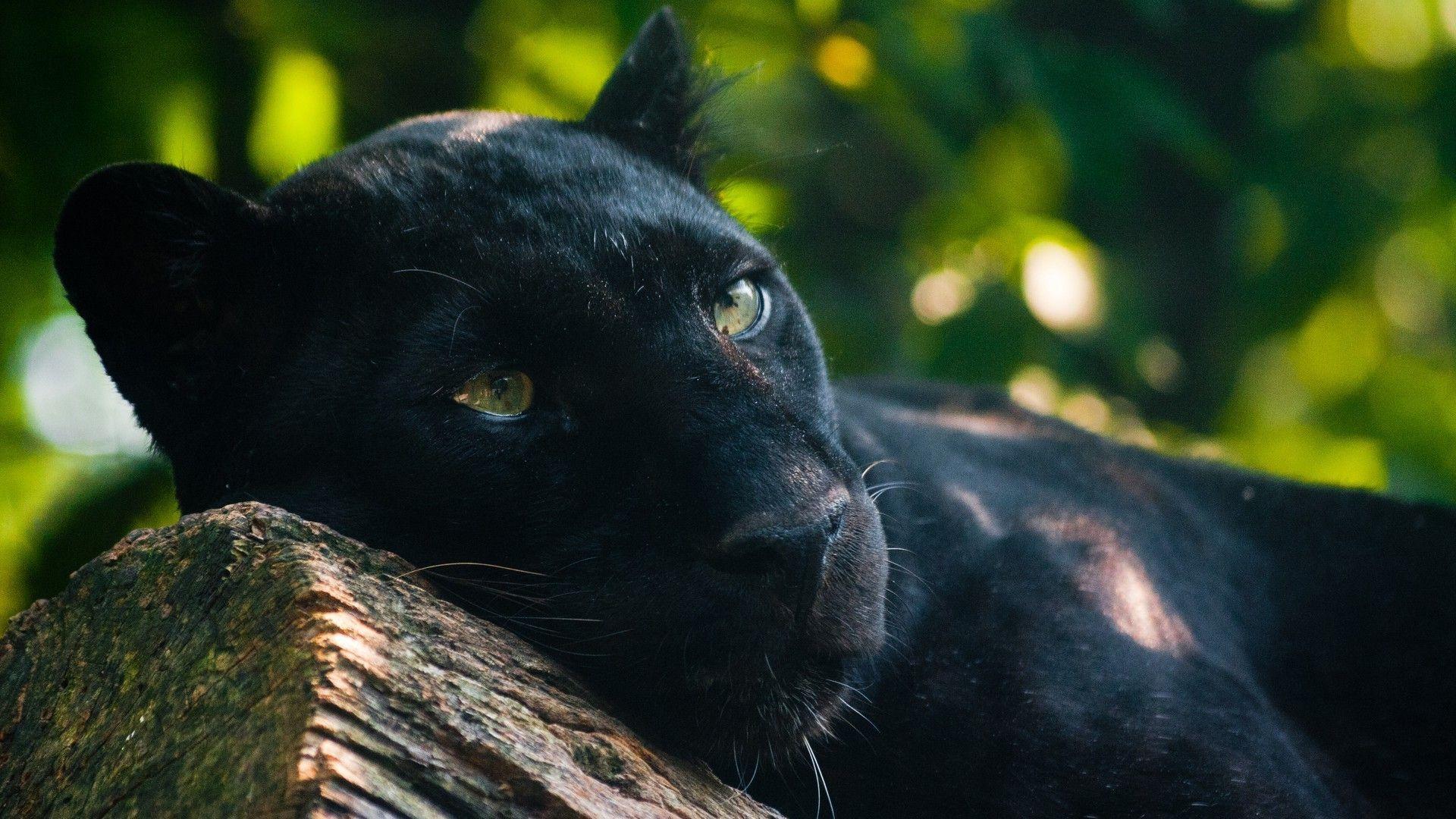 1920x1080 1920x1080 panther animals wallpaper JPG 503 kB. Mocah.org HD Desktop Wallpaper