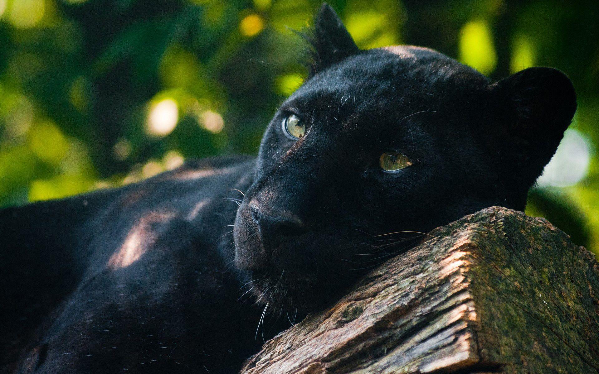 1920x1200 Panther Wallpaper