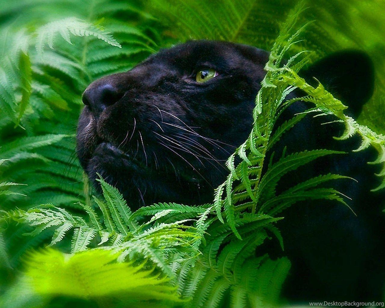 Black Panther Baby Wallpapers Top Free Black Panther Baby Backgrounds