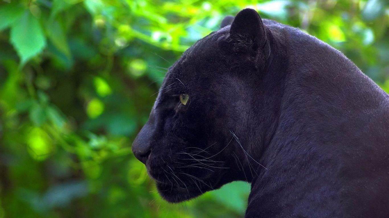 1366x768 Black Panther: 3 Description The Wallpaper above is Jaguar black panther
